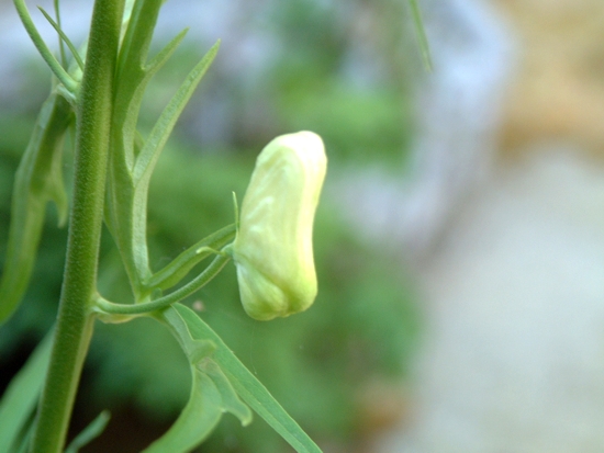 Aconitum lycoctonum / Aconito strozzalupo